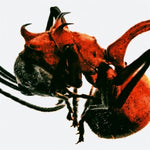 QM - [ANT] 4th Album