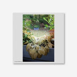 HYUK OH - [Through Love / 사랑으로] LP