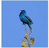 Yoon Jiyoung - [Blue Bird] (EP Album)
