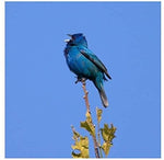 Yoon Jiyoung - [Blue Bird] EP Album
