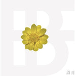 BF - [BLOSSOM OF SNOW]